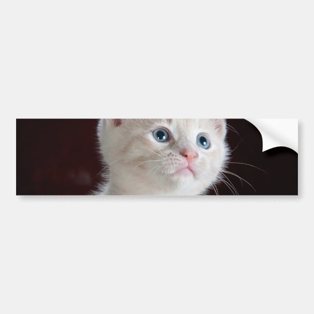 Autocollant De Voiture Kitten blanc vulnérable (Devant)