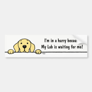 Autocollant De Voiture Labrador jaune vous observant adhésif pour
