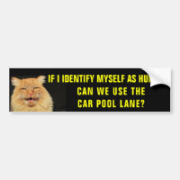 Le chat s'identifie dans la ruelle de carpool