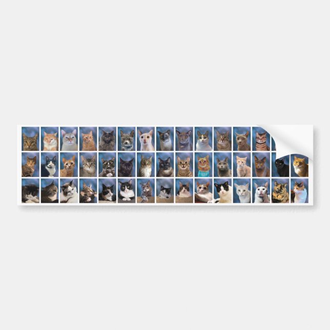 Autocollant De Voiture Le Groupe ennuyeux Classe de chats de 2023 (Devant)