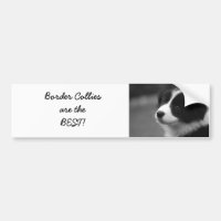 Les Border Collies sont les meilleurs !