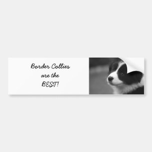 Autocollant De Voiture Les Border Collies sont les meilleurs !