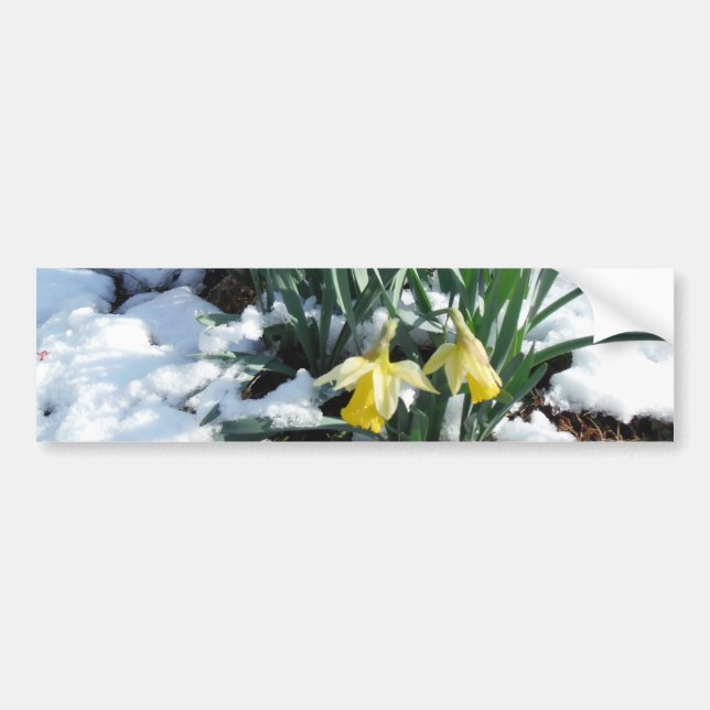 Autocollant De Voiture Les jonquilles jaunes dans la neige (Devant)