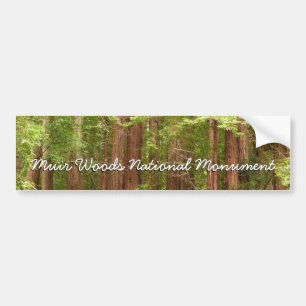 Autocollant De Voiture Les séquoias au monument national de Muir Woods