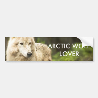 Autocollant De Voiture Loup de l'Arctique humide au printemps Photo