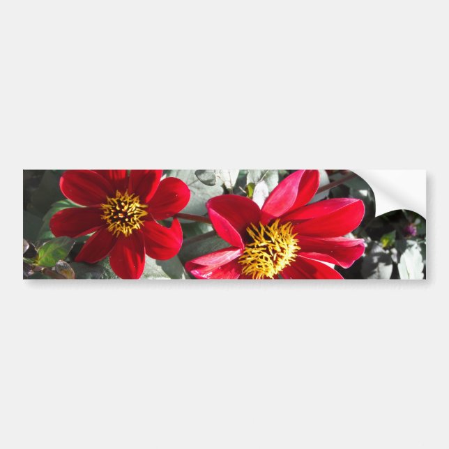 Autocollant De Voiture marguerite rose chaud rouge / marguerites fleurs (Devant)