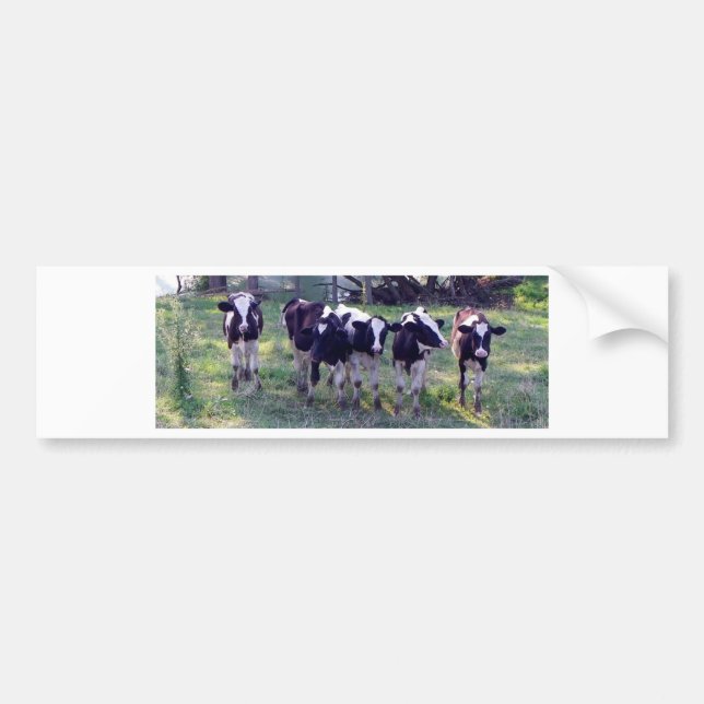 Autocollant De Voiture Moooooo (Devant)