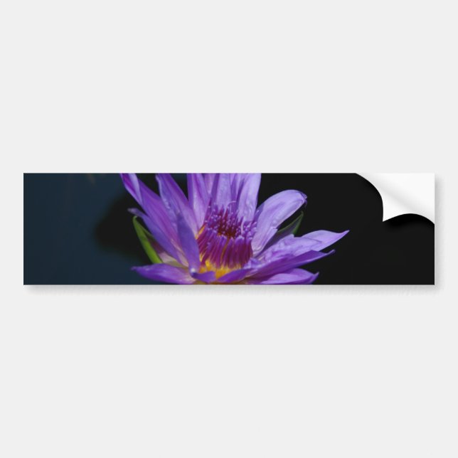 Autocollant De Voiture Nénuphar pourpre Lotus (Devant)