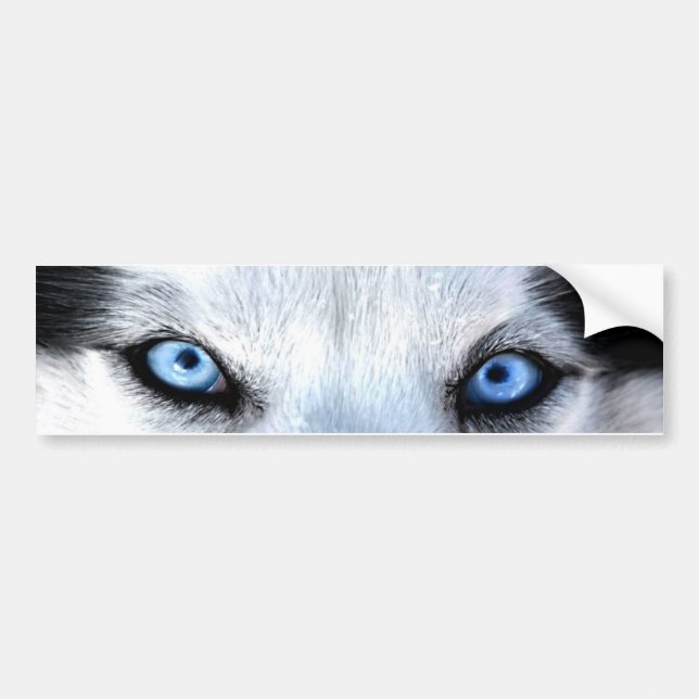 Autocollant De Voiture Oeil bleu sibérien (Devant)