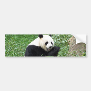 Autocollant De Voiture Panda géant mangeant le bambou