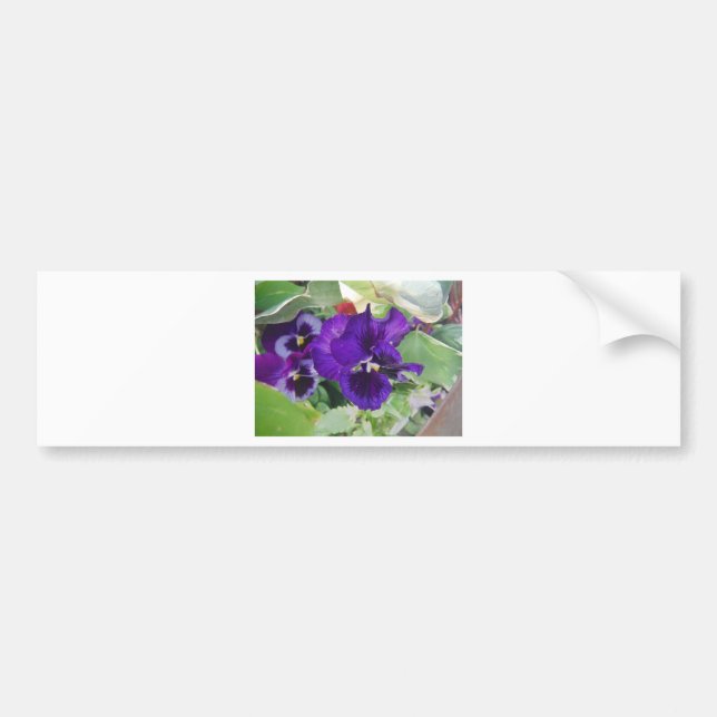 Autocollant De Voiture Pansies violettes (Devant)