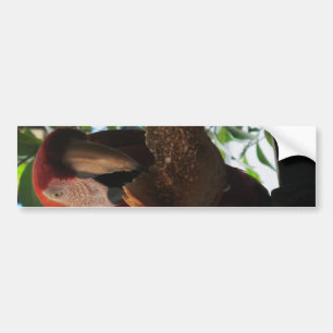 Autocollant De Voiture Parrot Macaw Scarlet Manger Toast