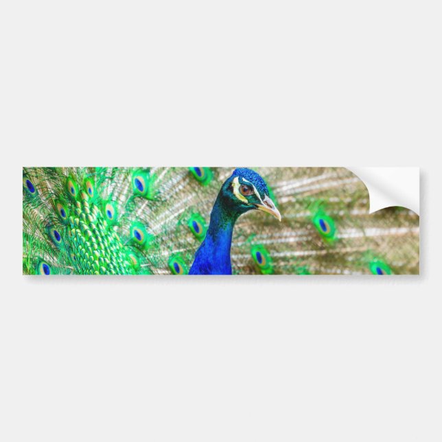 Autocollant De Voiture Peacock Plumage (Devant)