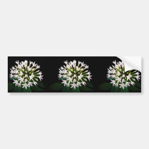 Autocollant De Voiture Pentas blancs