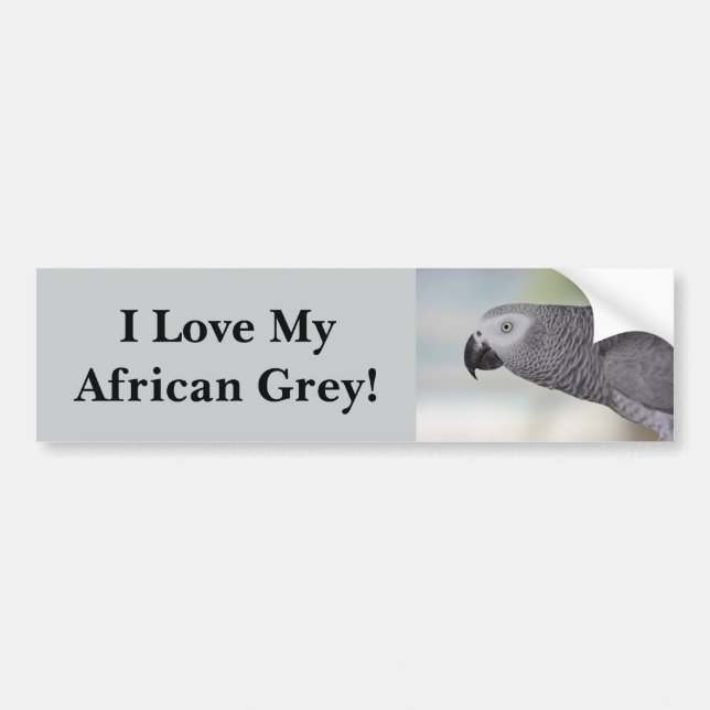 Autocollant De Voiture Perroquet magnifique de gris africain (Devant)