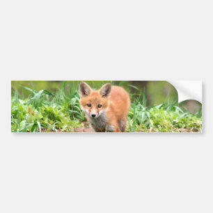 Autocollant De Voiture Photo de kit adorable de renard rouge
