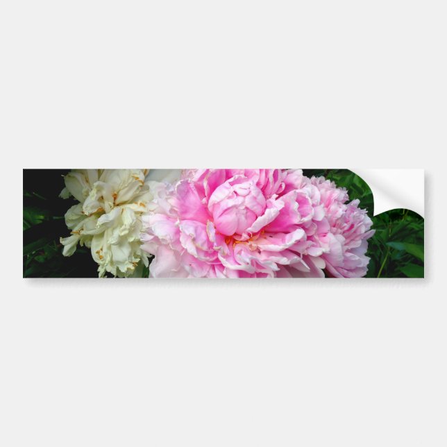 Autocollant De Voiture Pies roses et blanches (Devant)