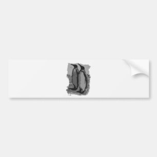 Autocollant De Voiture Pingouins