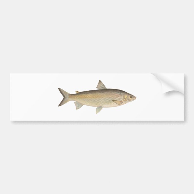 Autocollant De Voiture Poisson à chair blanche de lac (Devant)