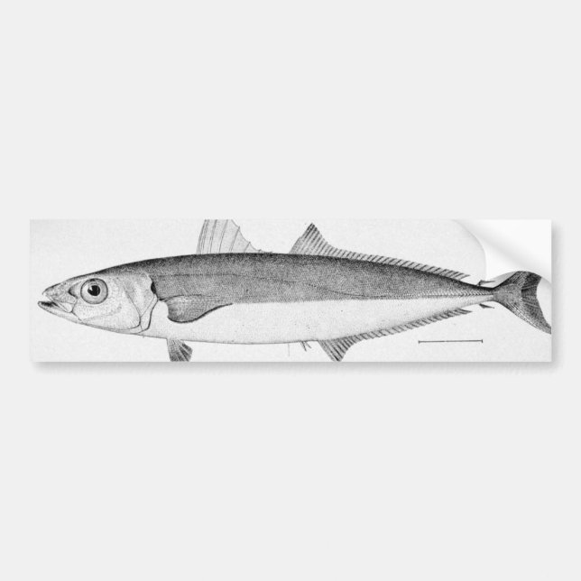 Autocollant De Voiture Poissons de cigare (Devant)