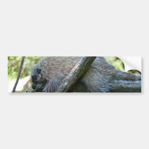 Autocollant De Voiture Porcupine du Nouveau Monde