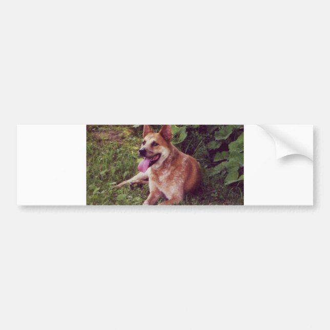 Autocollant De Voiture pose rouge de chien australien de bétail (Devant)