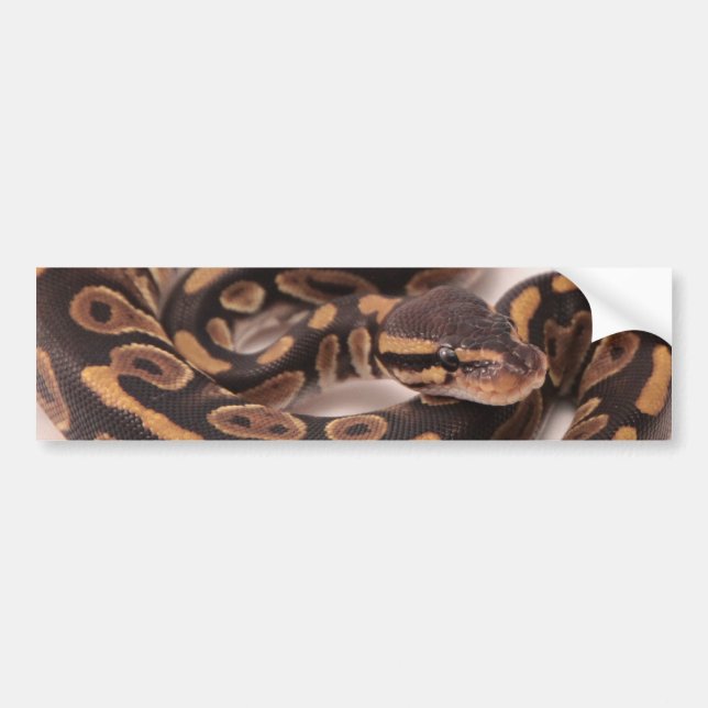 Autocollant De Voiture Python noir et jaune de boule (Devant)