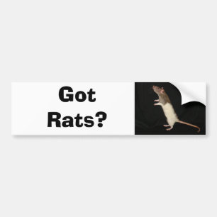 Autocollant De Voiture Rats obtenus ? , Obtenu des rats ?