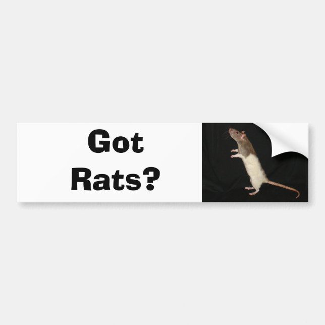 Autocollant De Voiture Rats obtenus ? , Obtenu des rats ? (Devant)