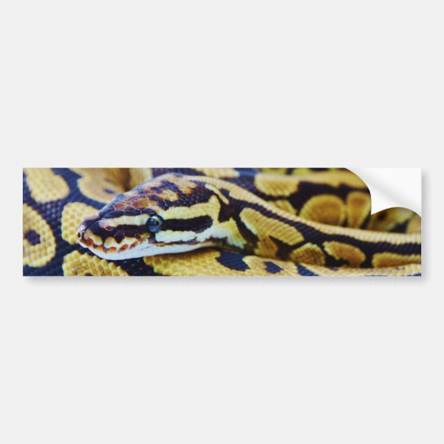 Autocollant De Voiture Repos jaune et noir de python de boule (Devant)