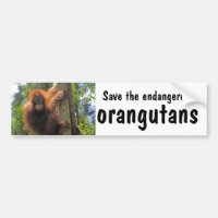 Sauvez les orangs-outans mis en danger