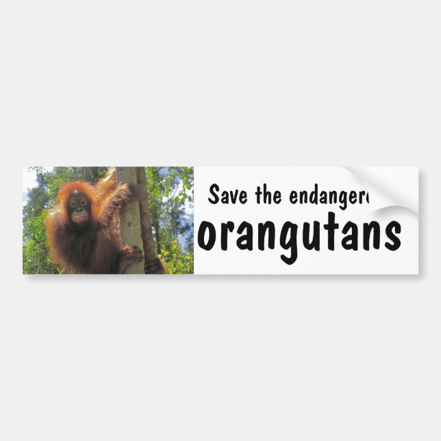 Autocollant De Voiture Sauvez les orangs-outans mis en danger (Devant)