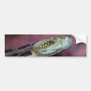 Autocollant De Voiture Serpent Déplaisant