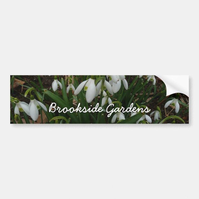 Autocollant De Voiture Snowdrops I (Devant)