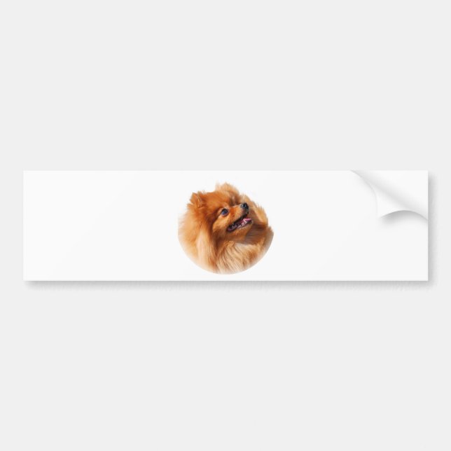 Autocollant De Voiture Spitz de Pomeranian (Devant)