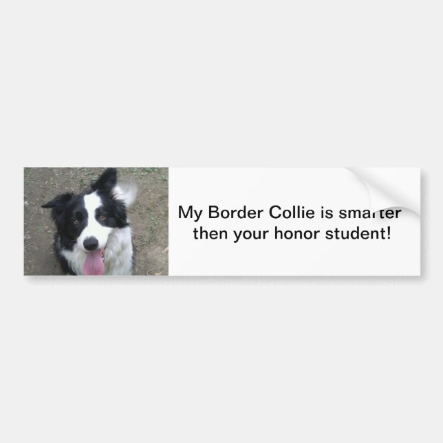 Autocollant De Voiture Sticke de pare-chocs de border collie (Devant)