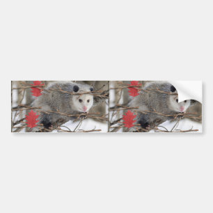 Autocollant De Voiture Sticker pare-chocs Opossum