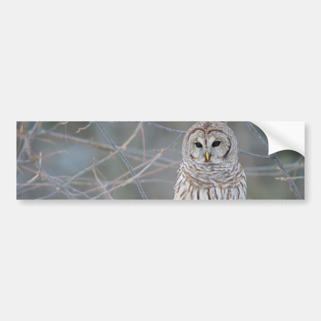 Autocollant De Voiture Strix Varia de hibou barré (Devant)