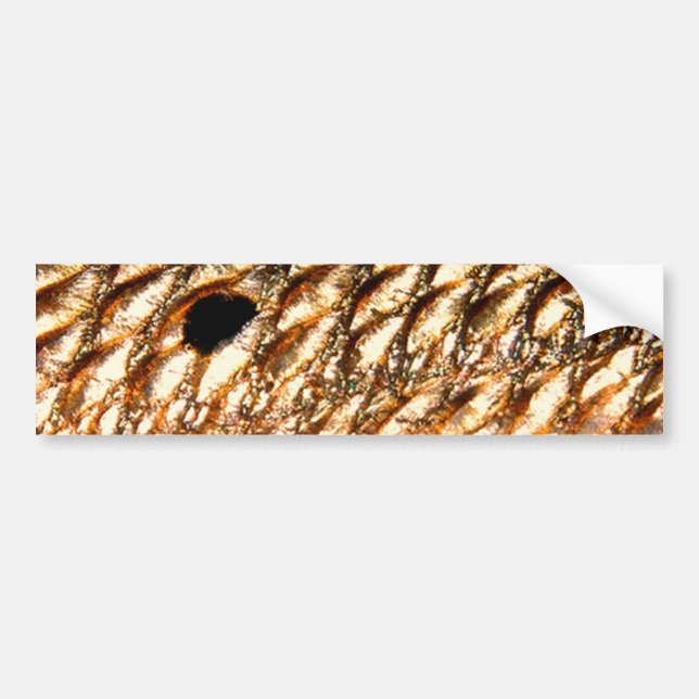 Autocollant De Voiture Tambour rouge de "rougets communs" - par (Devant)