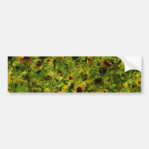 Autocollant De Voiture Terrain de tournesol