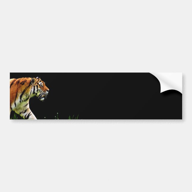 Autocollant De Voiture Tigre approchant - Oeuvres d'art d'animaux sauvage (Devant)