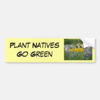Verveine de devenez écolo d'indigènes de plante