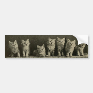 Autocollant De Voiture Vintage Rétro Vieux Timonier Kittens Kitties Chat