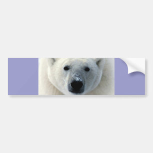 Autocollant De Voiture Visage d'ours blanc