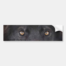 Yeux noirs de loup