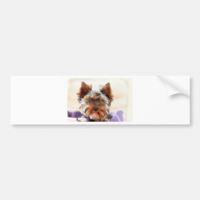 Autocollant De Voiture Yorkshire Terrier (Devant)