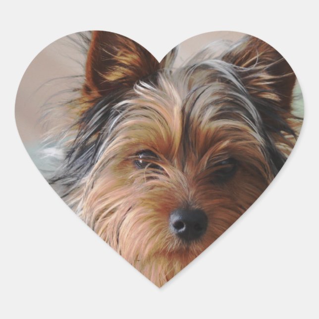 Autocollant de Yorkie Terrier (Devant)