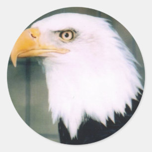 Autocollant d'Eagle chauve