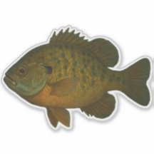 Autocollant découpé Bluegill