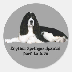 Autocollant d'épagneul de springer anglais